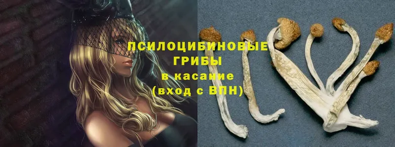 Псилоцибиновые грибы Psilocybe Родники